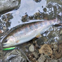 増水した渓でアマゴ釣り